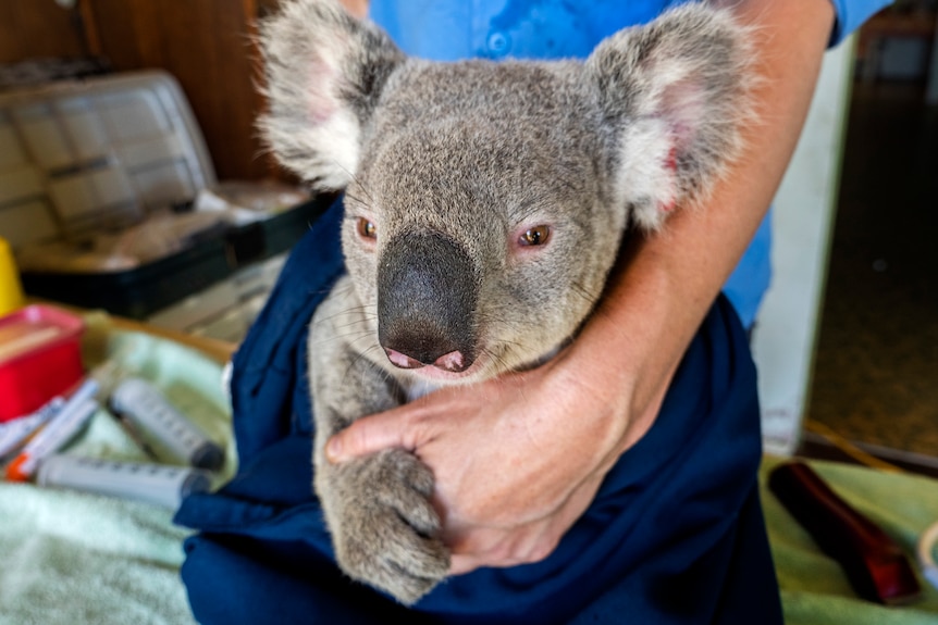 A koala sitting on the table.