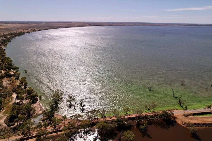 Drone shot of Lake Bonney with a green algae bloom on the shoreline.