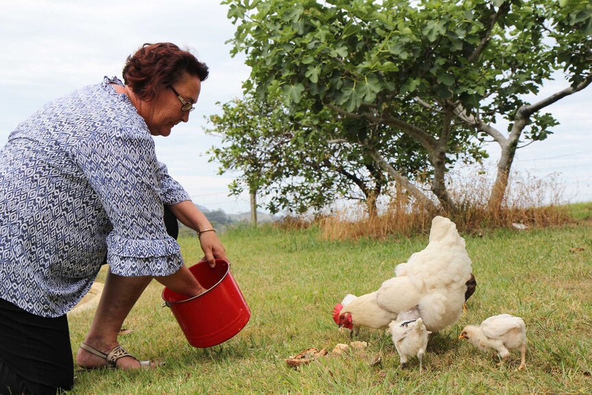 Jeannine's chickens give the family access to fresh eggs everyday.