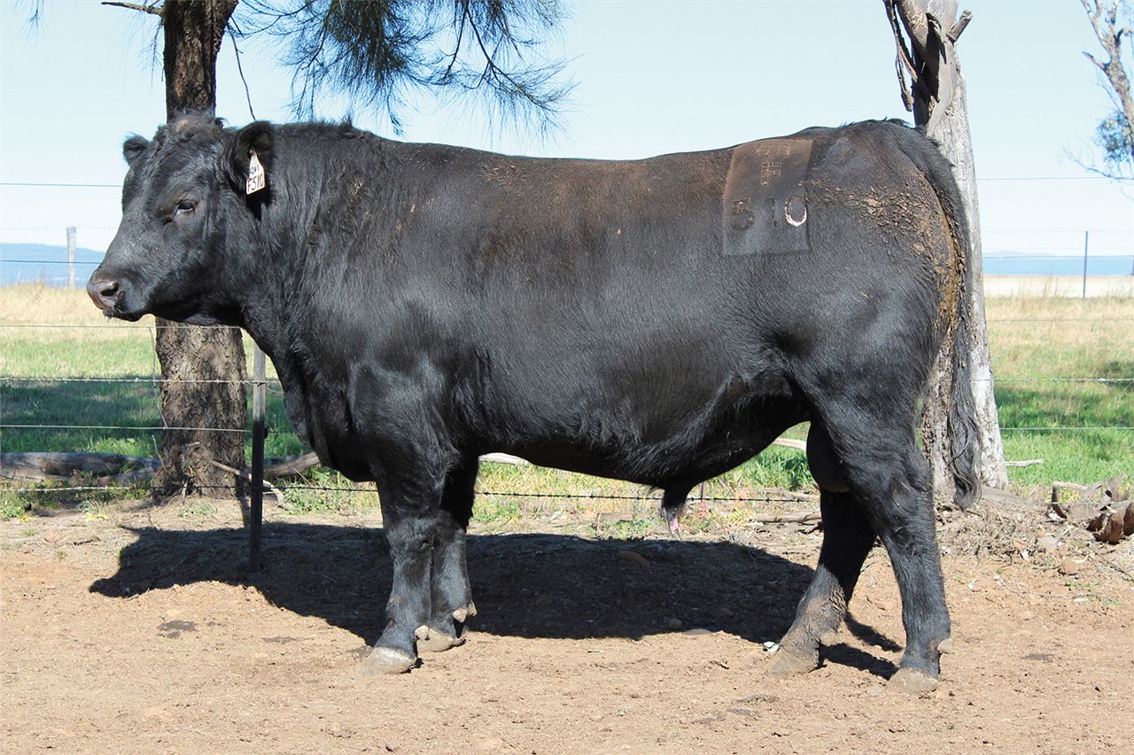 Record NSW price for an Angus bull - ABC News