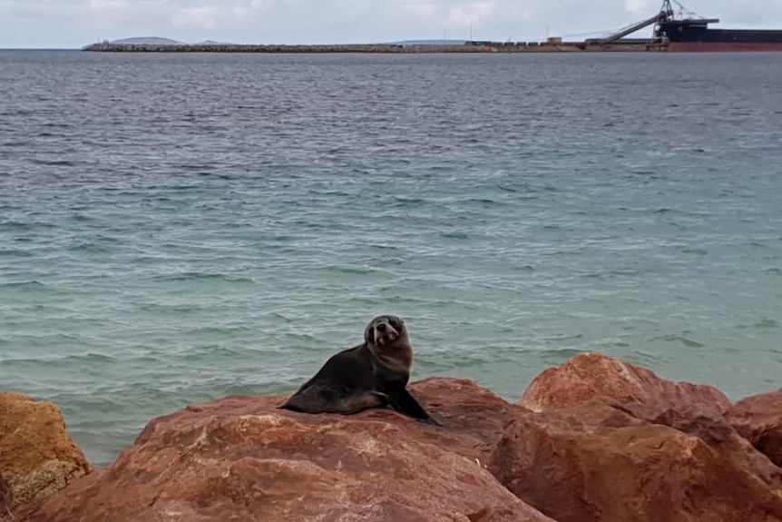 A sea lion on a rock near Esperance