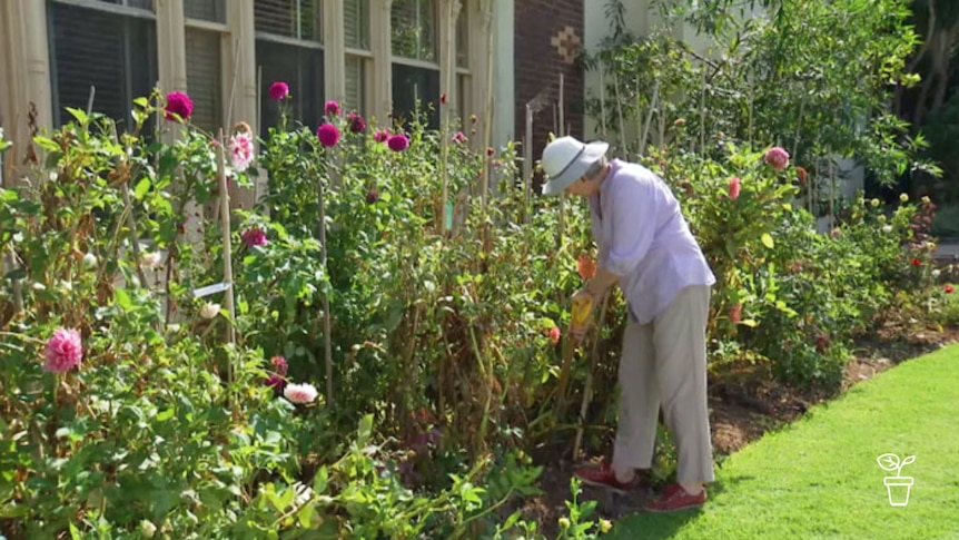 Woman in garden using spade to dig up flowers in garden bed