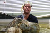 Injured green sea turtle Hercules swims with his carer Daniel Costa