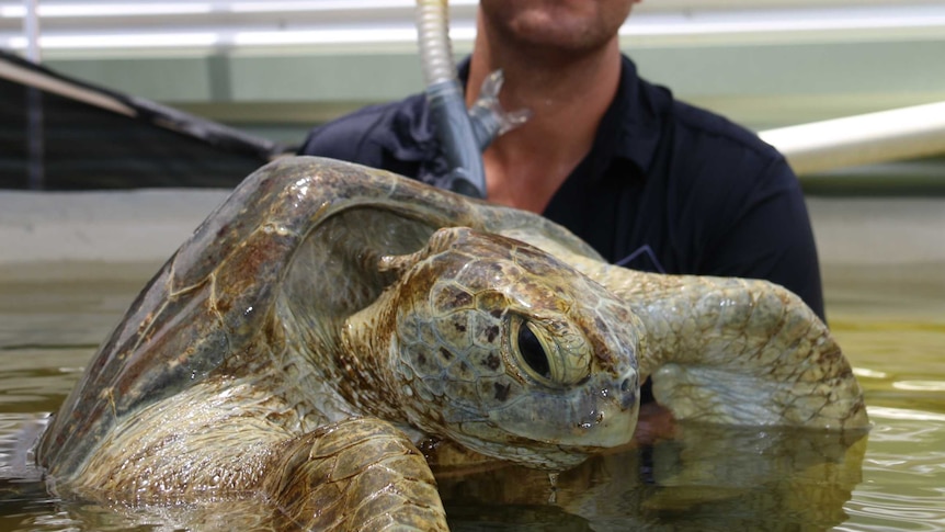 Injured green sea turtle Hercules swims with his carer Daniel Costa