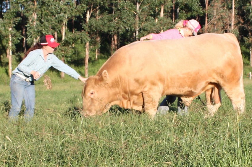 Stacey Clarke and Catherine Nicholls preparing bull for photo.