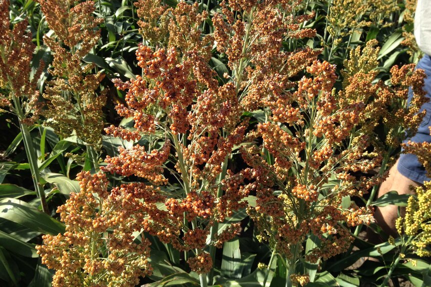 Sorghum plants turning from green to orange.