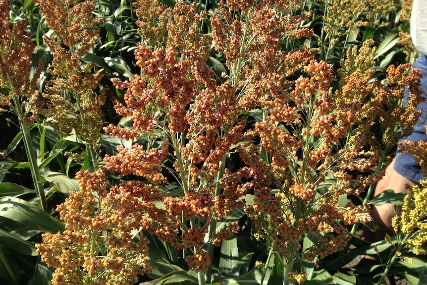 Sorghum plants turning from green to orange.