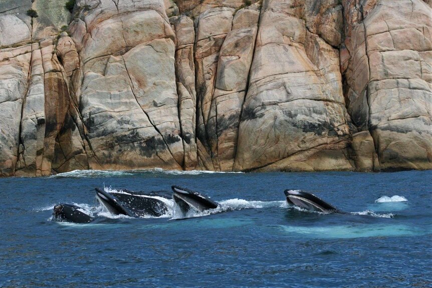 Whales swim in front of a rocky cliff face at Maria Island, Tasmania.