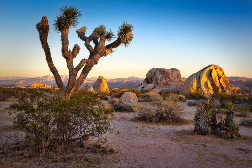 A landscape view of Joshua Tree national park at sunset.