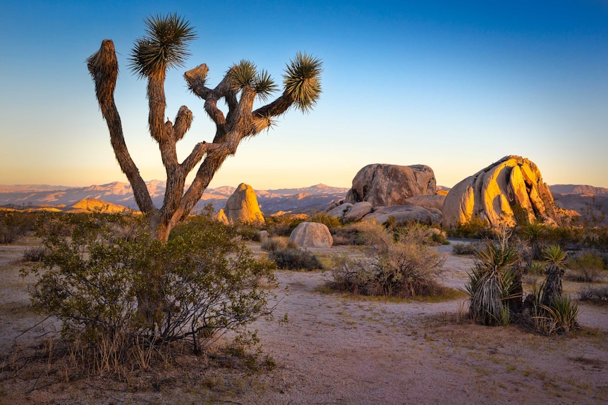 A landscape view of Joshua Tree national park at sunset.