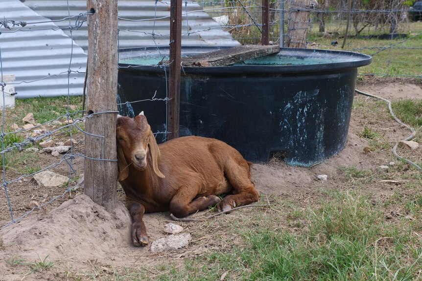 goat laying on ground next to small water trough