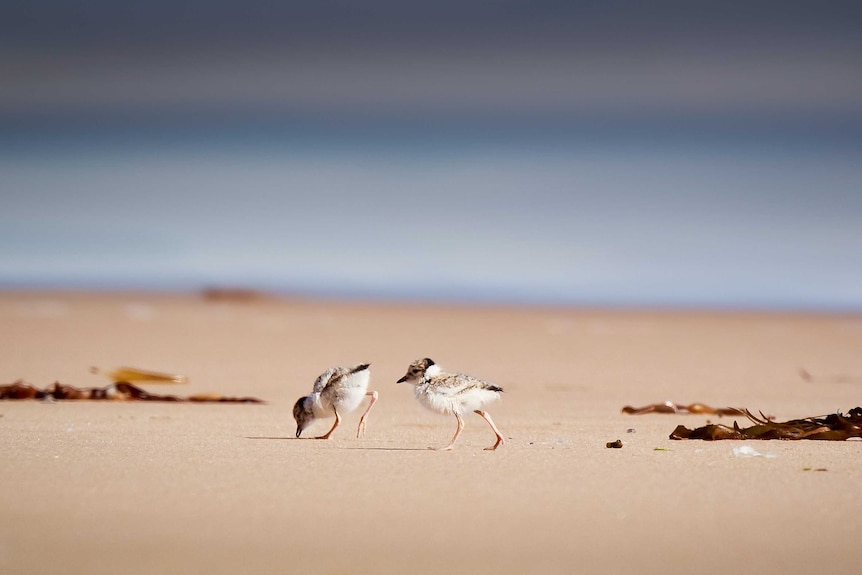 Two hooded plover chicks walk along a sandy beach foraging for food.