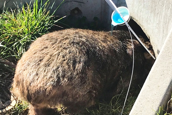 A wombat going into a burrow with a treatment pouring on its back.
