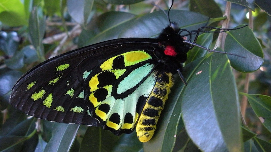 butterfly on a leaf