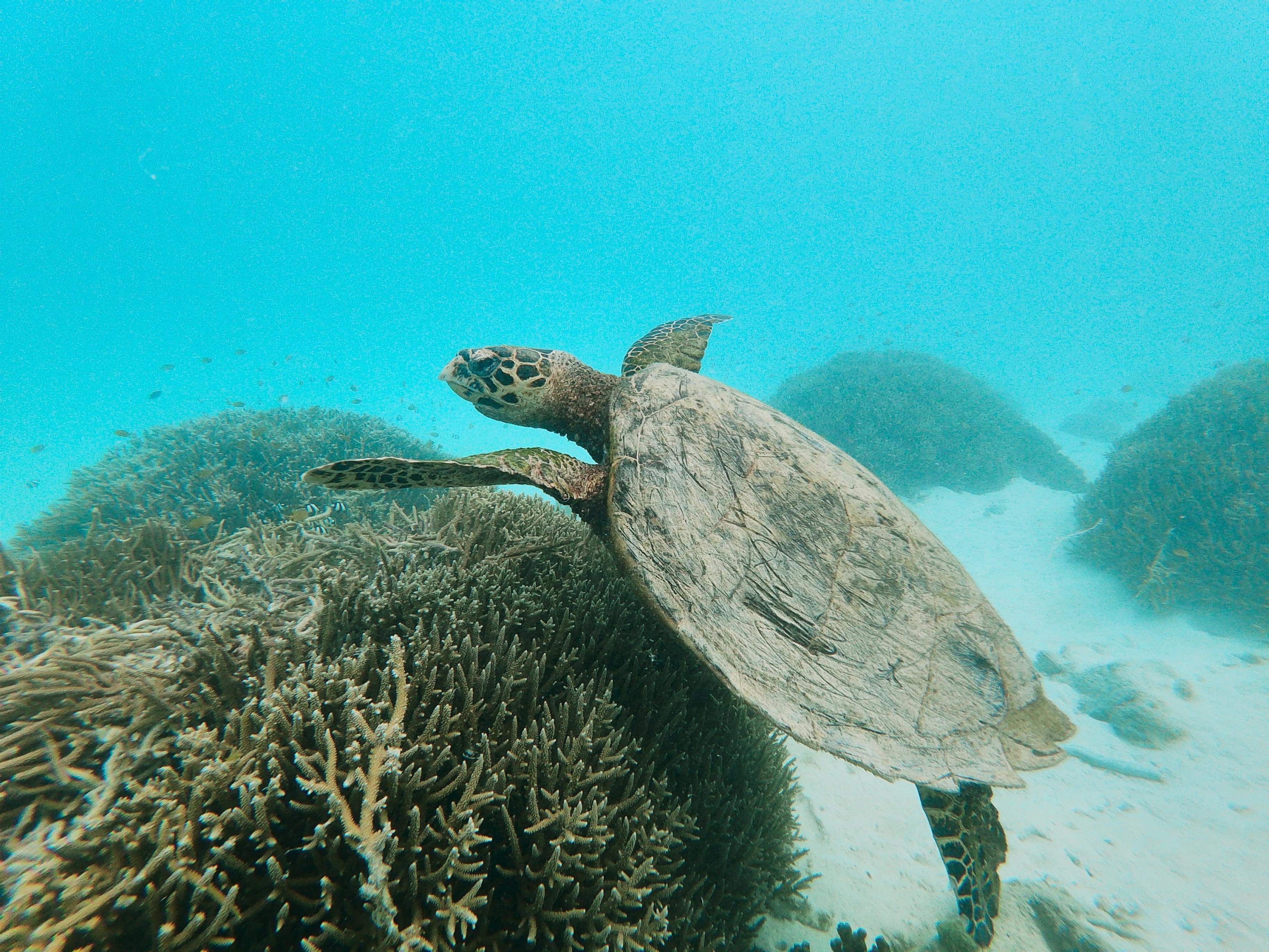 a critically endangered hawksbill turtle taken at Cook Island 