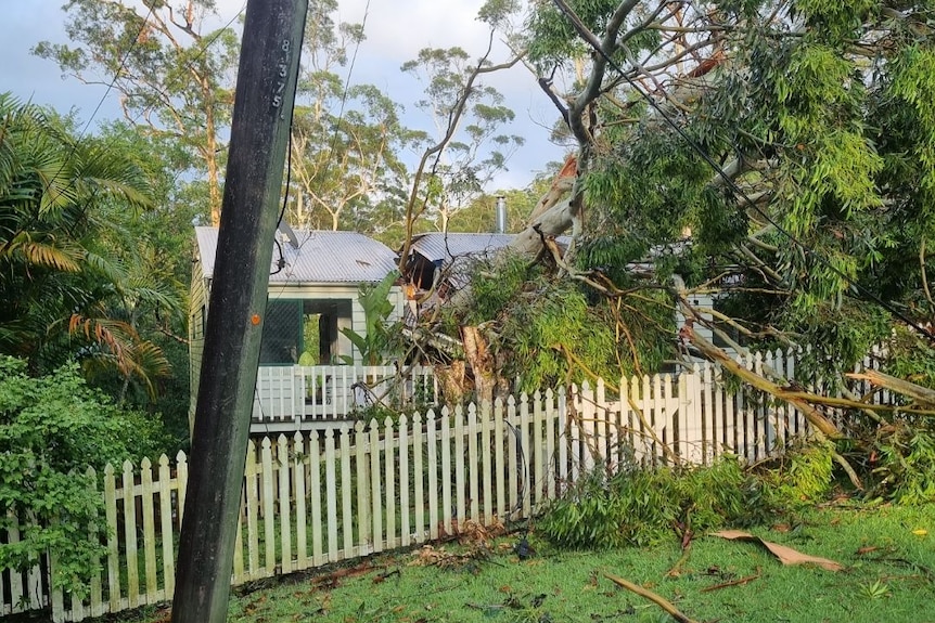 A tree has fallen in through the roof of a house on Mount Tamborine.