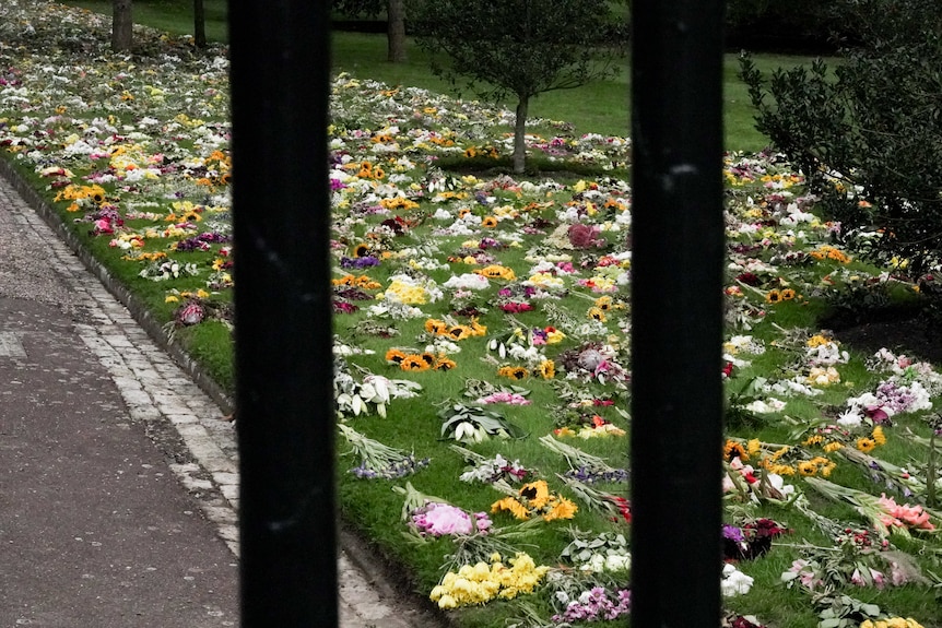 Bunches of flowers lay flat on a lawn all pointing in the same direction. 
