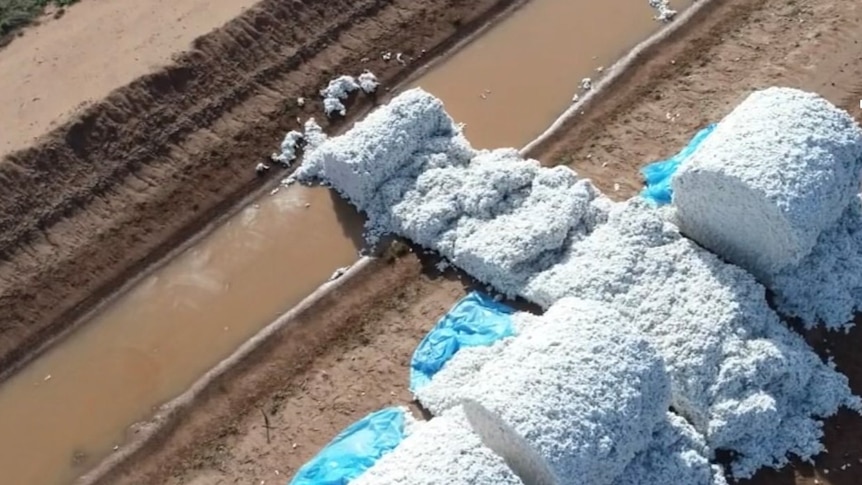 An overview of a cotton bales, with one unrolled and falling into an irrigation channel.