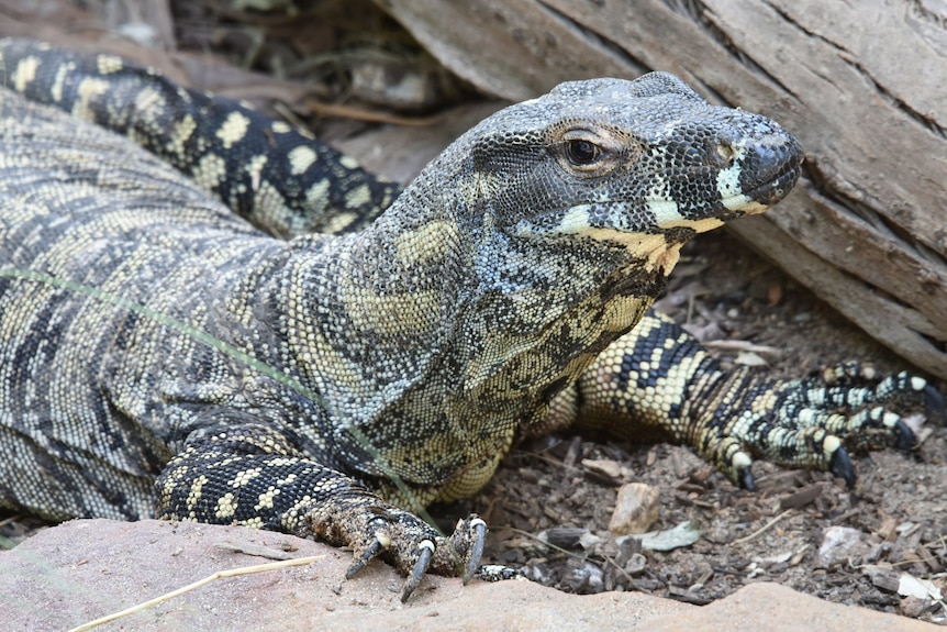 Close up of a goanna