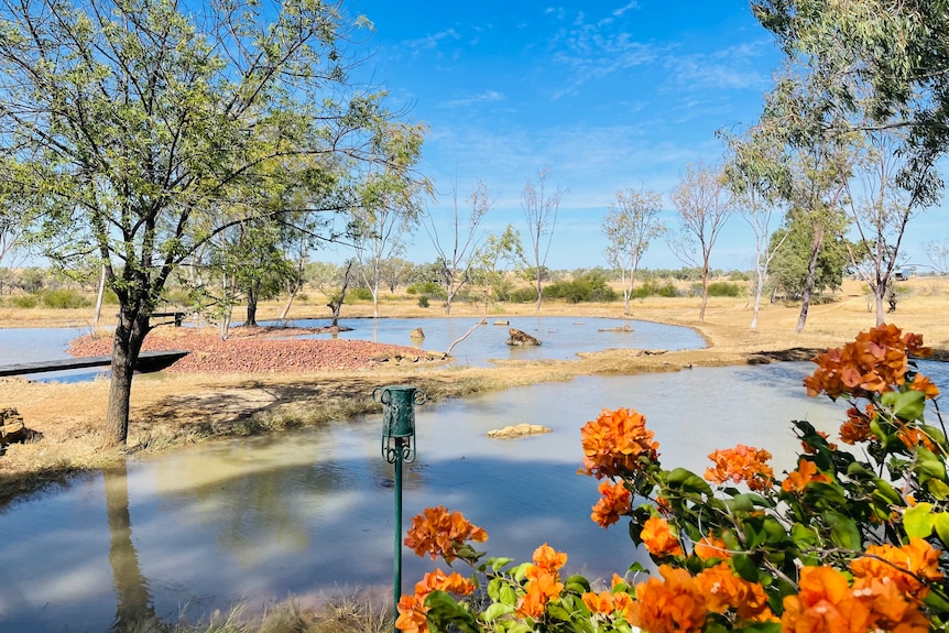 Flowers and trees surround a small, shallow man made dam at Darriveen station