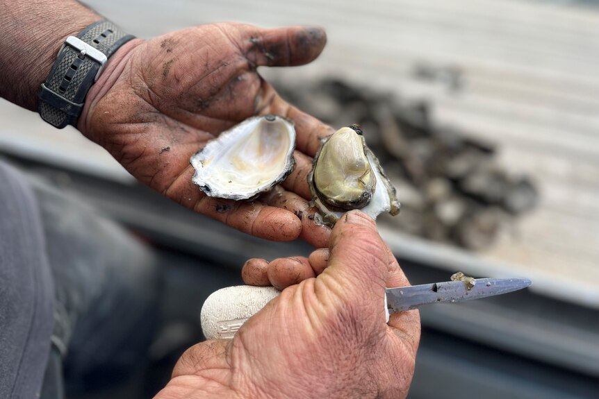 A man hold a shucked oyster. 