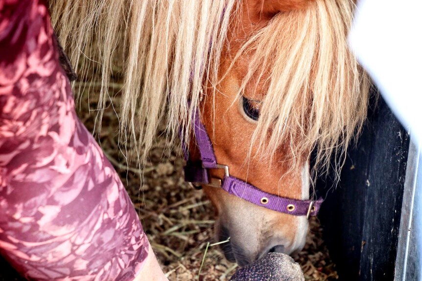 A close up of a chestnut pony's head.