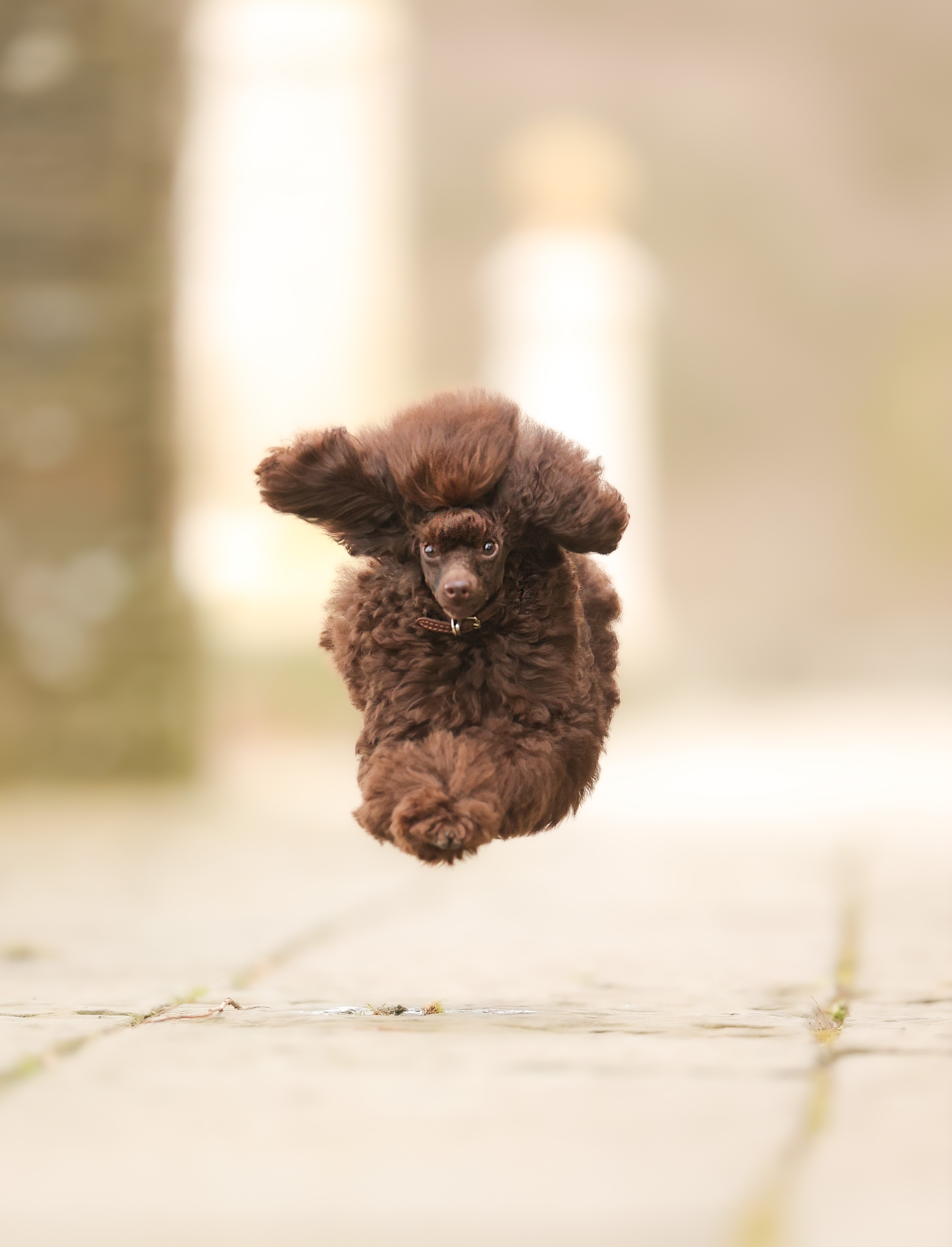 A brown poodle jumping through the air