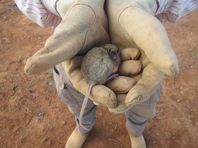 Big-eared, large-footed native mouse thought to be extinct reappears ...