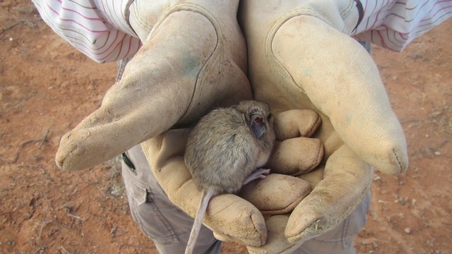 Researchers find thought-to-be extinct mouse in outback
