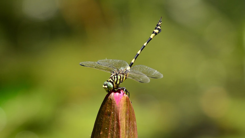 A dragonfly perches on an unbloomed flower