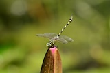 A dragonfly perches on an unbloomed flower