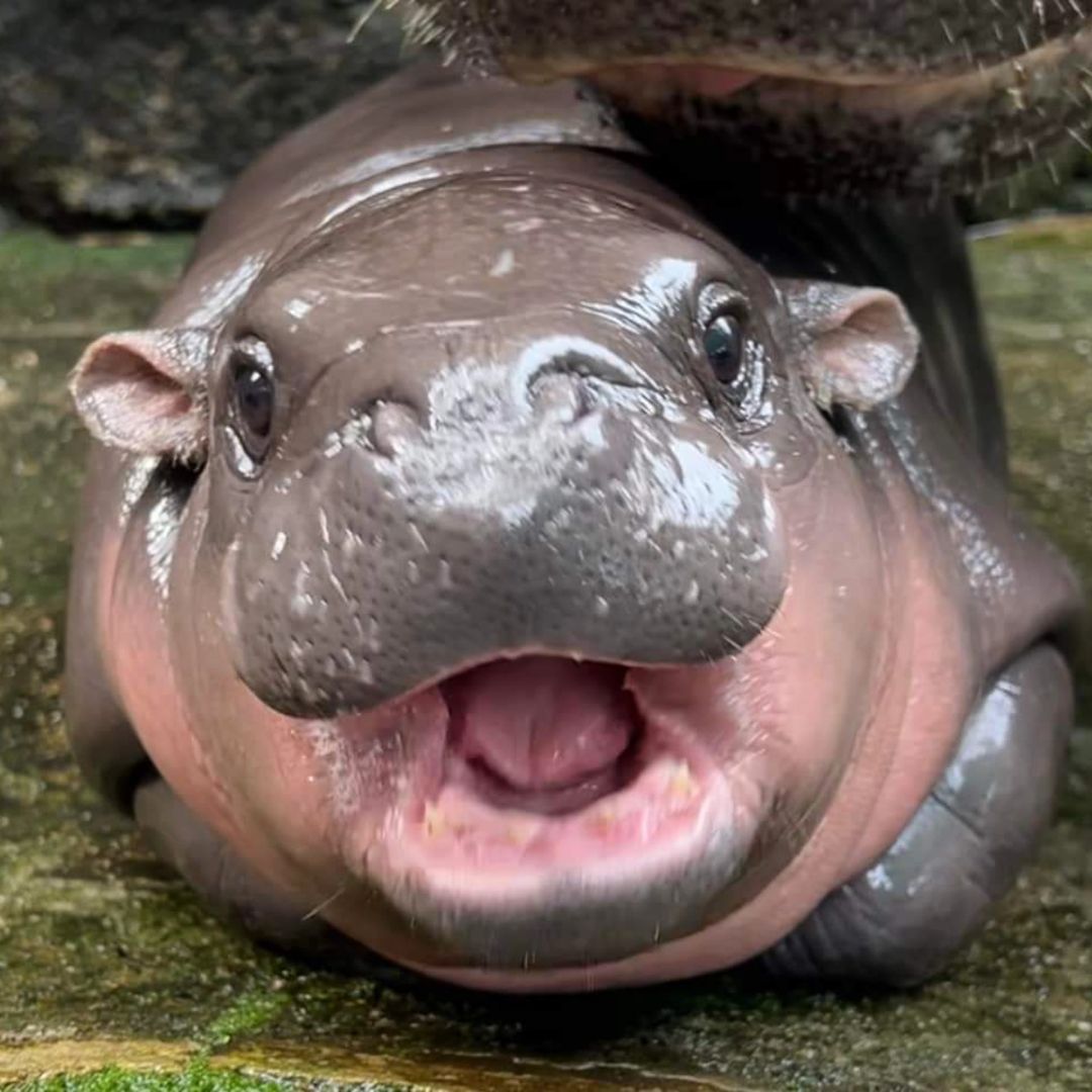 Who Is Moo Deng? The Viral Pygmy Baby Hippo Who's Amassed A Legion Of ...