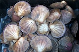 Recreationally harvested scallops from southern Tasmanian waters