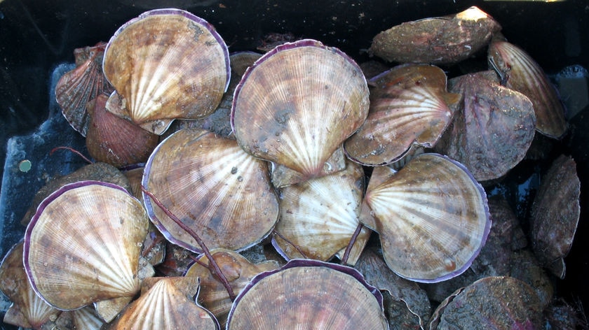 A catch of wild Tasmanian scallops taken by recreational fisherman in southern Tasmanian waters, May 12, 2008.