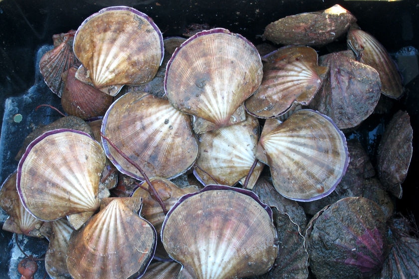 Recreationally harvested scallops from southern Tasmanian waters