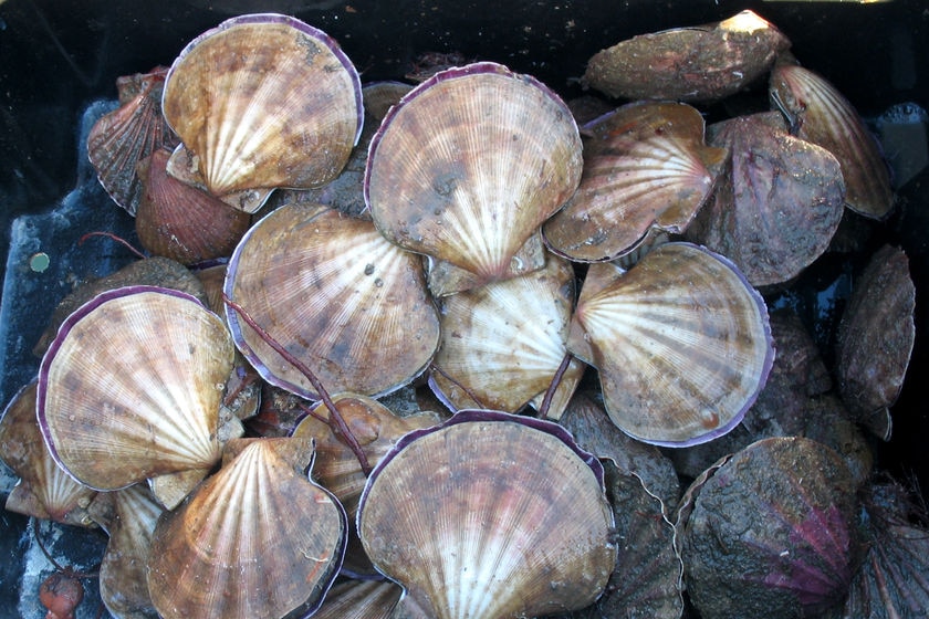 A catch of wild Tasmanian scallops taken by recreational fisherman in southern Tasmanian waters, May 12, 2008.