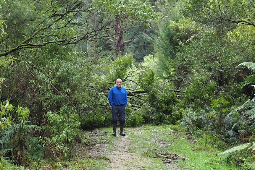 A man walks on a bushland track.