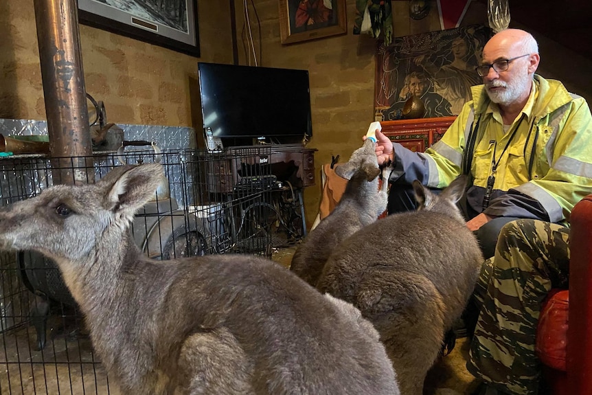 Man feeding 2 kangaroos in his lounge room