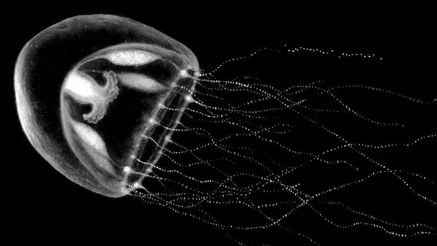 The jellyfish Phialella zappai was named after Frank Zappa
