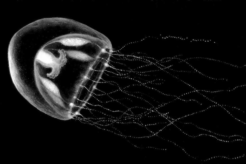 The jellyfish Phialella zappai was named after Frank Zappa