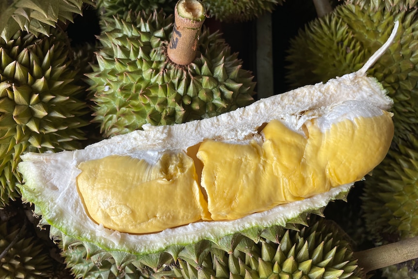 a durian cut open, with other fresh durian in the background.