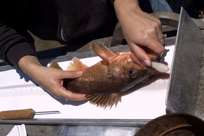 Fish with stomach protruding