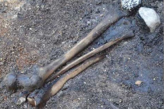 A preserved femur, tibia and fibula, and two small stones