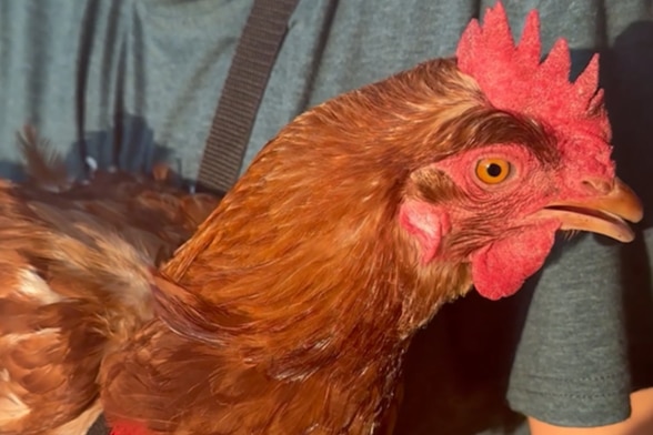 A read chook being held.