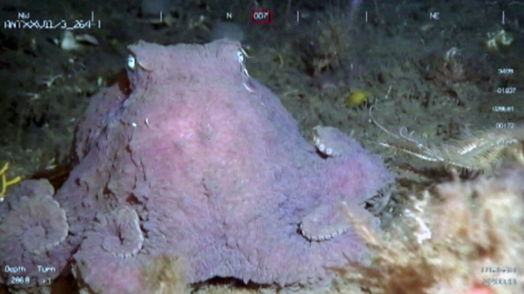 Antarctic octopus moving across Southern Ocean floor - ABC News