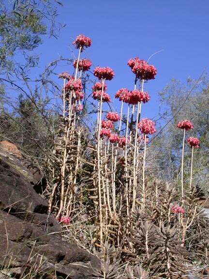 A stalky succulent with red bell-shaped flowers grows among a rocky outcrop.