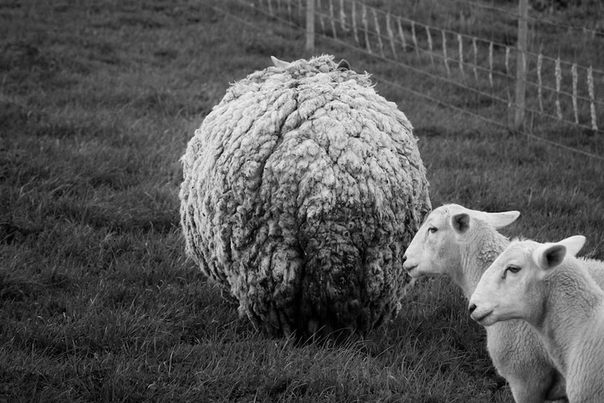 A large woolly sheep.
