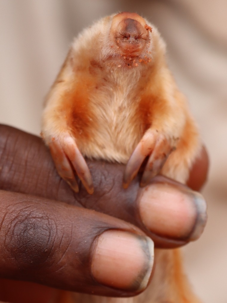 A small furry animal sits on a person's finger