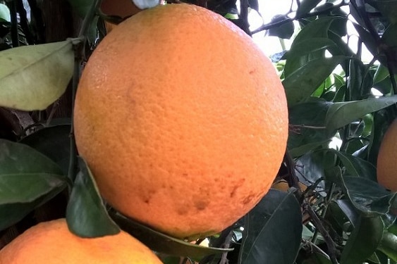 Two bright oranges hang off a tree. They have wet brown drips coated over them.