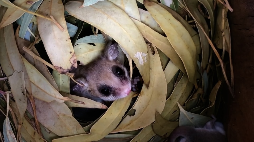 A possum peers out from some tree leaves